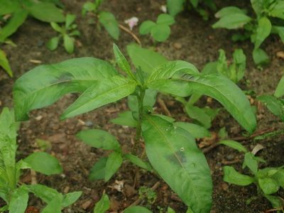 Persicaria maculosa, photographed by Alexis Tinker-Tsavalas