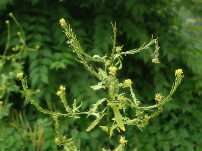 Sisymbrium officinale, photographed by Alexis Tinker-Tsavalas