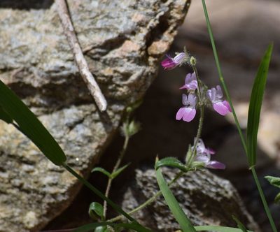 Collinsia heterophylla, photographed by velodrome