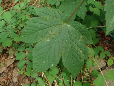 Acer pseudoplatanus, photographed by Alexis Tinker-Tsavalas