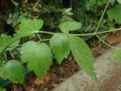 Clematis vitalba, photographed by Alexis Tinker-Tsavalas