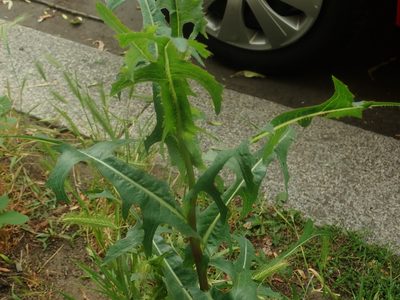 Lactuca serriola, photographed by Alexis Tinker-Tsavalas