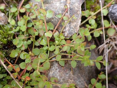 Gonocarpus micranthus, photographed by Leon Perrie