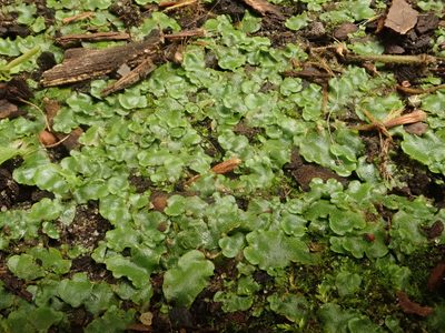 Lunularia cruciata, photographed by Alexis Tinker-Tsavalas