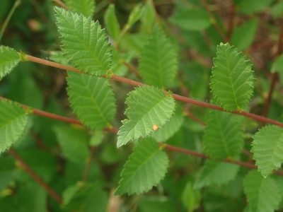 Ulmus minor, photographed by Alexis Tinker-Tsavalas