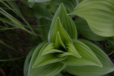 Veratrum lobelianum, photographed by Нурхайдарова Татьяна