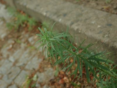Linaria vulgaris, photographed by Alexis Tinker-Tsavalas