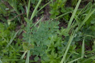 Thalictrum minus, photographed by Нурхайдарова Татьяна