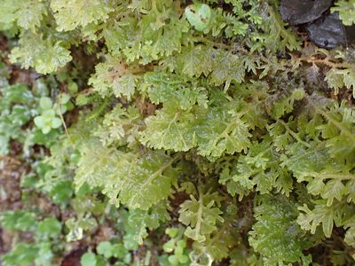Trichocolea mollissima, photographed by Leon Perrie