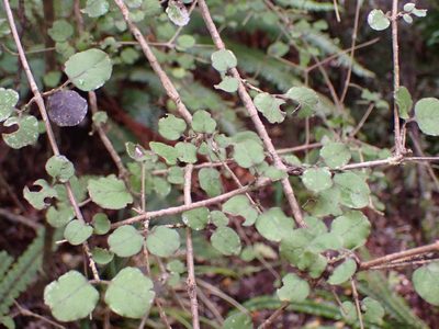 Coprosma rotundifolia, photographed by Leon Perrie