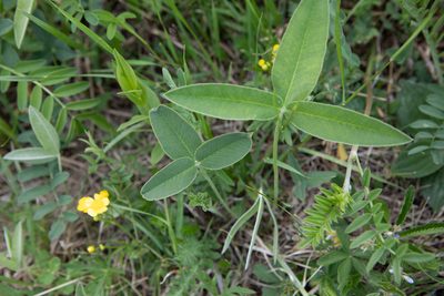 Trifolium montanum, photographed by Нурхайдарова Татьяна