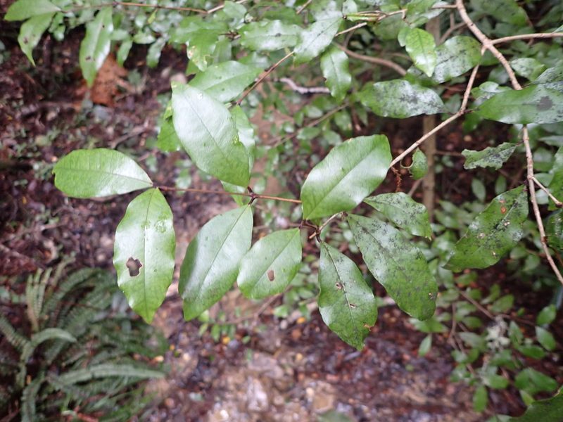 Syzygium maire, photographed by Leon Perrie