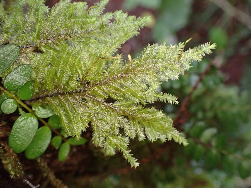 Lopidium concinnum, photographed by Leon Perrie