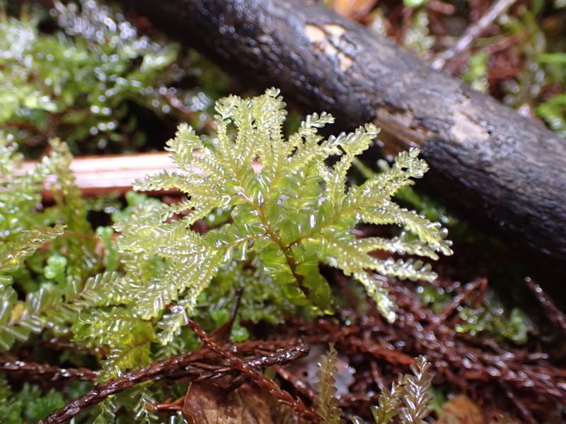 Plagiochila gigantea, photographed by Leon Perrie