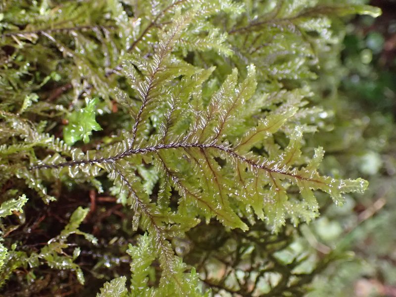 Plagiochila stephensoniana, photographed by Leon Perrie