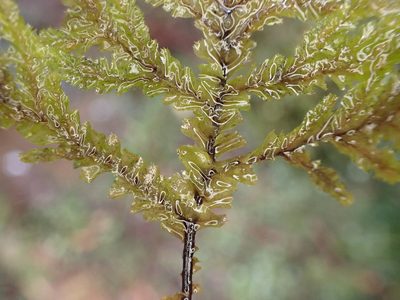 Plagiochila stephensoniana, photographed by Leon Perrie
