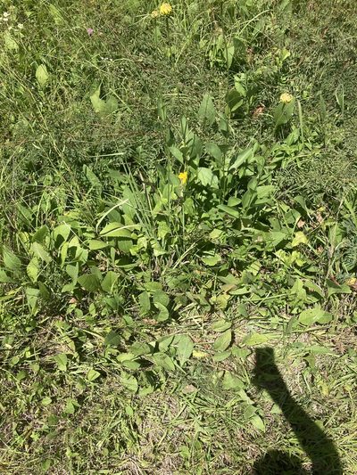 Rudbeckia alismifolia, photographed by John Michael