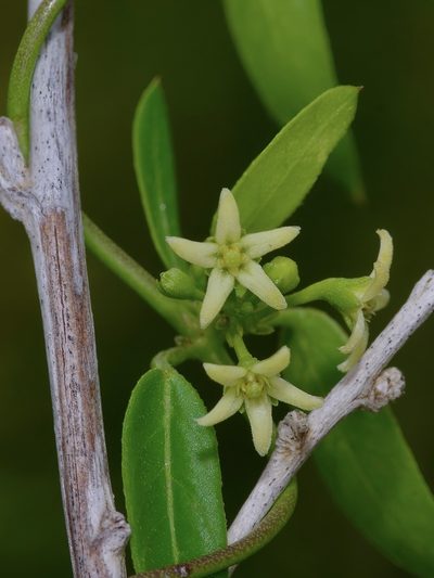 Metastelma palmeri, photographed by Michelle W. （鍾偉瑋）