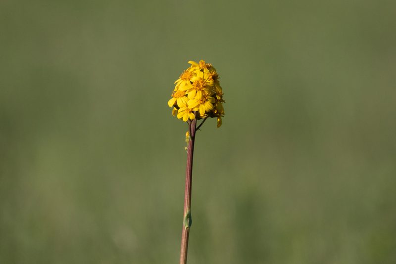 Ligularia glauca, photographed by Нурхайдарова Татьяна