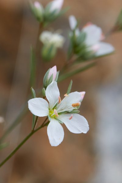 Linum californicum, photographed by Ken-ichi Ueda