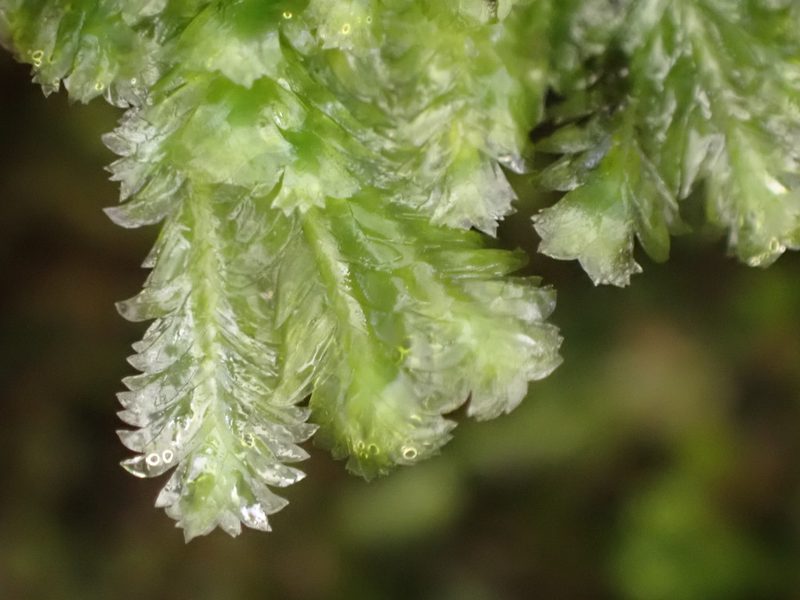 Margrethypnum falcifolium, photographed by Leon Perrie