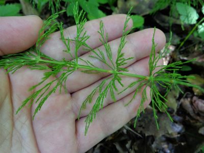 Equisetum sylvaticum, photographed by Екатерина Войнова