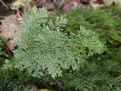 Hymenophyllum flexuosum, photographed by Leon Perrie