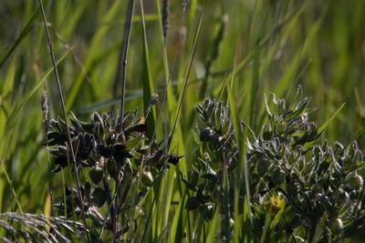 Nonea pulla, photographed by Нурхайдарова Татьяна