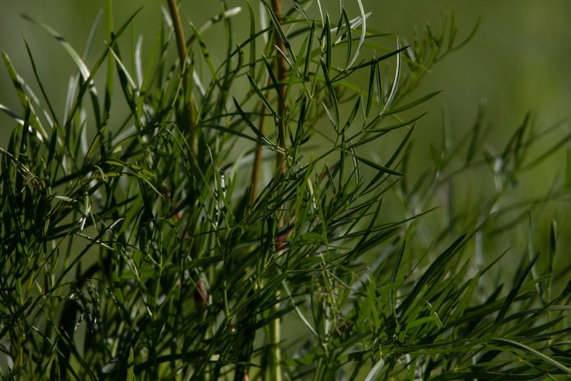 Peucedanum morisonii, photographed by Нурхайдарова Татьяна