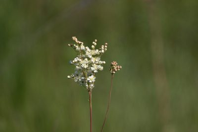 Filipendula vulgaris, photographed by Нурхайдарова Татьяна