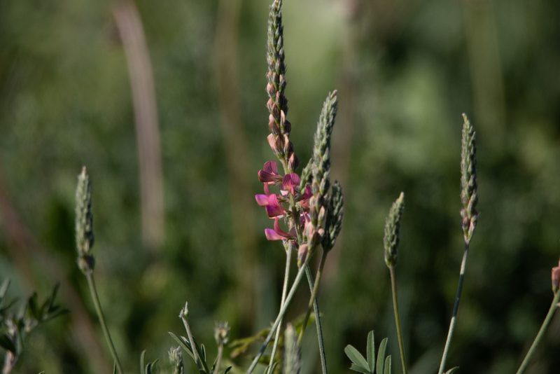 Onobrychis arenaria, photographed by Нурхайдарова Татьяна