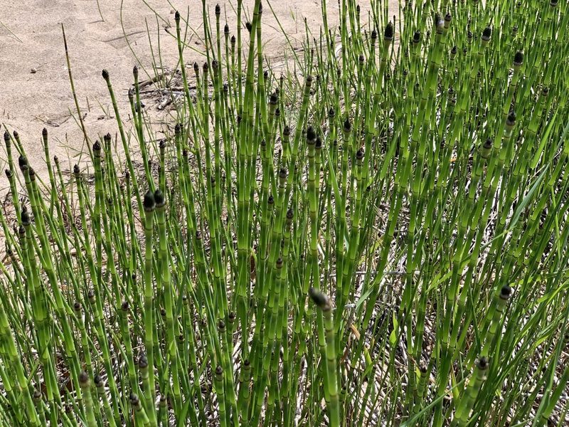 Equisetum laevigatum, photographed by Skyler Principe