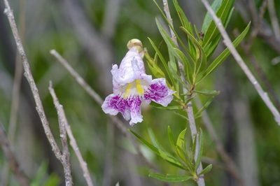 Chilopsis linearis