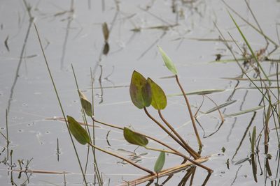 Alisma plantago-aquatica, photographed by Нурхайдарова Татьяна