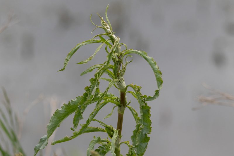 Rumex pseudonatronatus, photographed by Нурхайдарова Татьяна