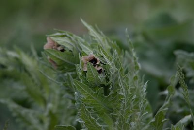 Hyoscyamus niger, photographed by Нурхайдарова Татьяна
