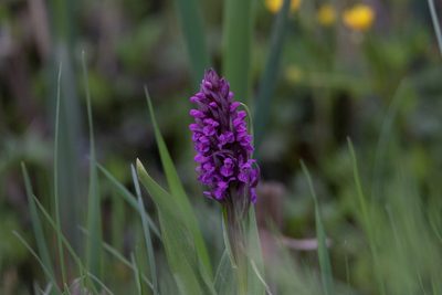 Dactylorhiza incarnata, photographed by Нурхайдарова Татьяна
