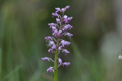 Orchis militaris, photographed by Нурхайдарова Татьяна