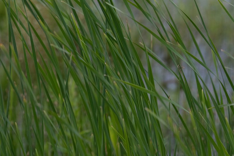 Typha angustifolia, photographed by Нурхайдарова Татьяна