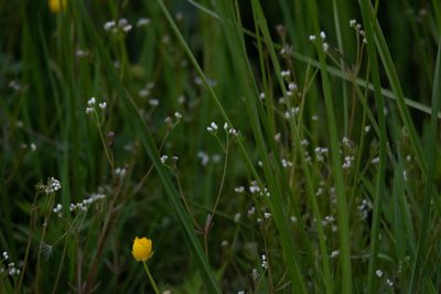 Hydrogalium elongatum, photographed by Нурхайдарова Татьяна
