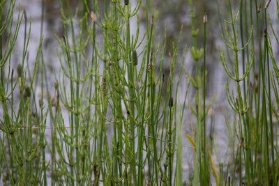 Equisetum palustre, photographed by Нурхайдарова Татьяна