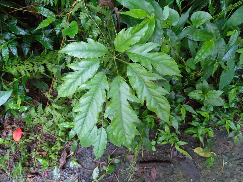 Heptapleurum heptaphyllum, photographed by 雲一百香果