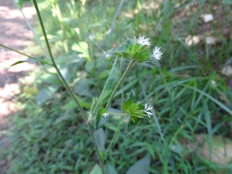 Elephantopus mollis, photographed by 雲一百香果