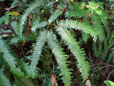 Dicranopteris linearis, photographed by 雲一百香果