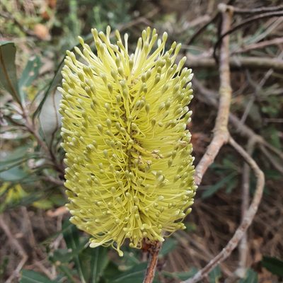 Banksia integrifolia, photographed by ronavery