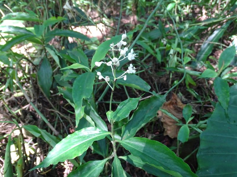 Pollia japonica, photographed by 雲一百香果