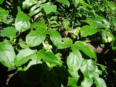 Passiflora edulis, photographed by 雲一百香果