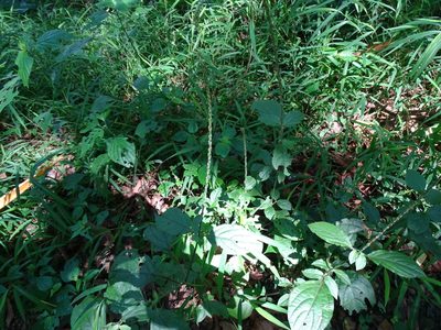 Achyranthes aspera