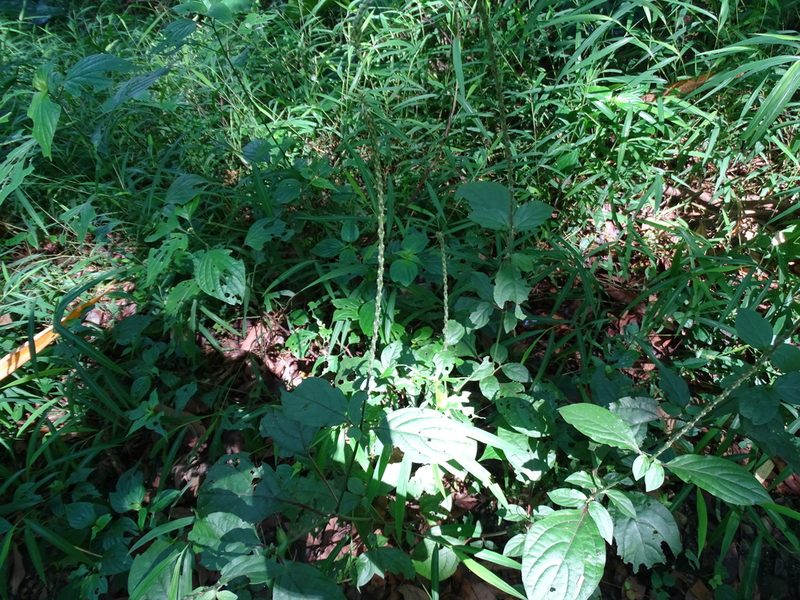 Achyranthes aspera, photographed by 雲一百香果