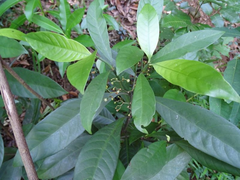 Psychotria asiatica, photographed by 雲一百香果